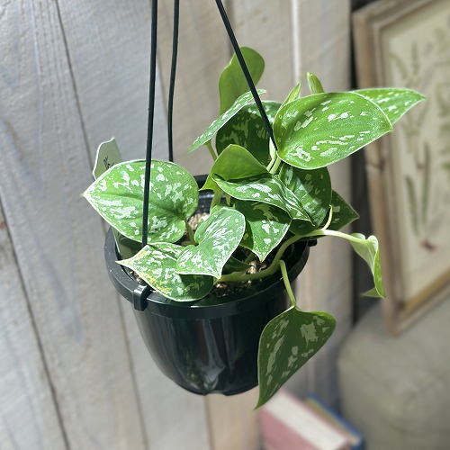 特大　流木付　スキンダプサス　6号鉢 楽天市場】PLANCHU 観葉植物 スキンダプサス アルギレウス 4号