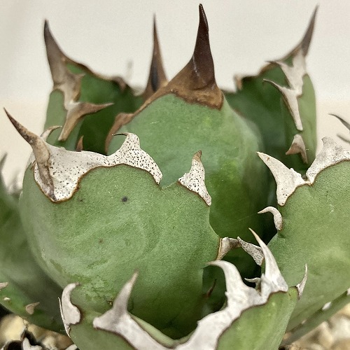 L67 激レア高級品種 アガベ チタノタ 南アフリカダイヤモンド 極上強棘 狂刺 強白棘 極上子株 2025年最新アガベ チタノタ(Agave titanota)の魅力的な商品一覧
