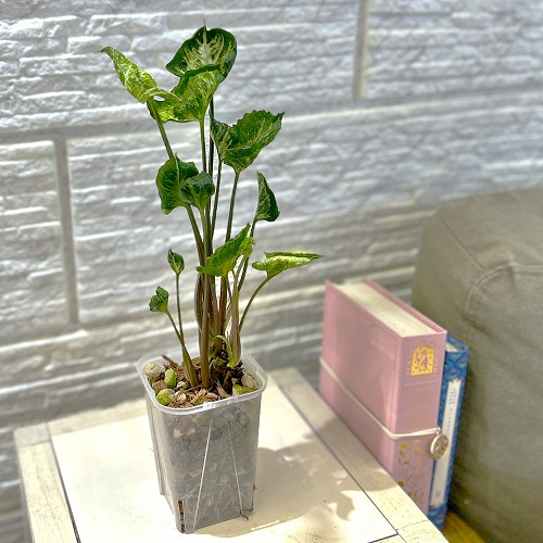 楽天市場】斑入り シンゴニウム シュリンクハート 3〜3.5号ポット苗