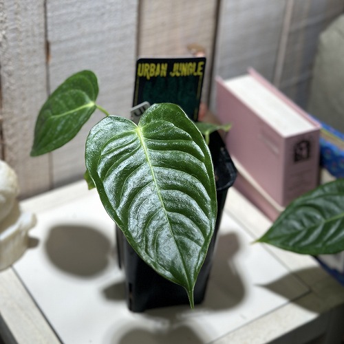 楽天市場】観葉植物 アンスリウム ビッタリフォリウム 7号吊り鉢(個体