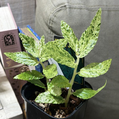 楽天市場】観葉植物 ラフィドフォラ ピナタ(斑入り) 4号吊り鉢(個体