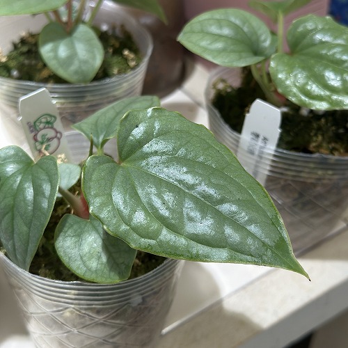 ＊アンスリウム　ルクスリアンス　3.5号＊ 楽天市場】アンスリウム ルクスリアンス 3.5号 アーバン