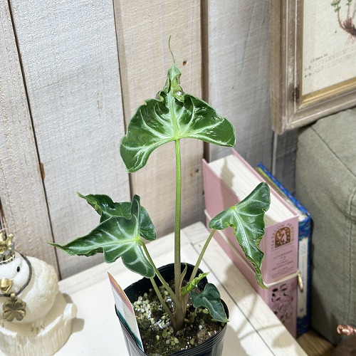 楽天市場】観葉植物 アロカシア マハラニ 3号(個体おまかせ1鉢