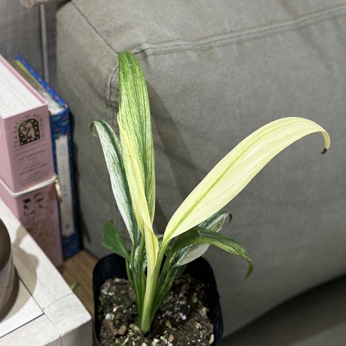 楽天市場】観葉植物 ラフィドフォラ ピナタ(斑入り) 4号吊り鉢(個体