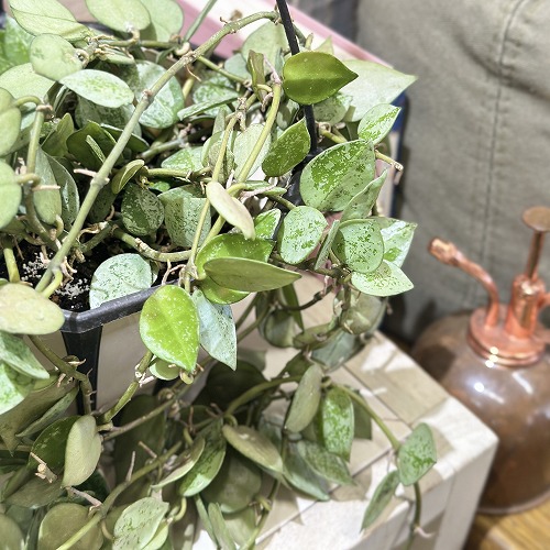 楽天市場】観葉植物 ホヤ グロブローサ(グロボーサ) 3号ロング透明