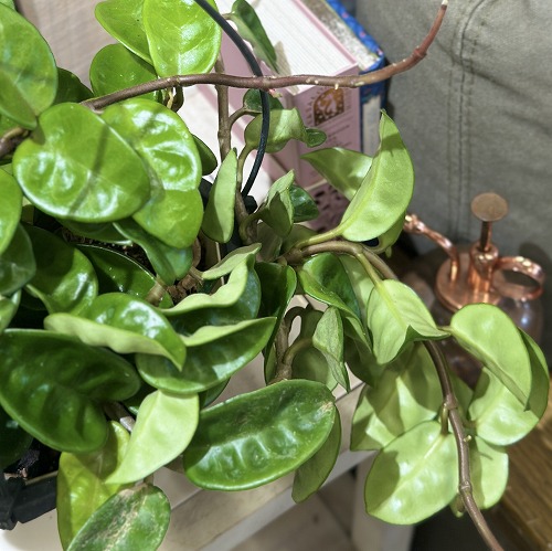 楽天市場】観葉植物 ホヤ カルノーサ コンパクタ バリエガータ 斑入り