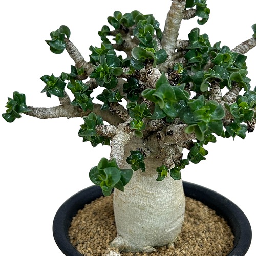 楽天市場】多肉植物：コーデックス・アデニウム(砂漠のバラ