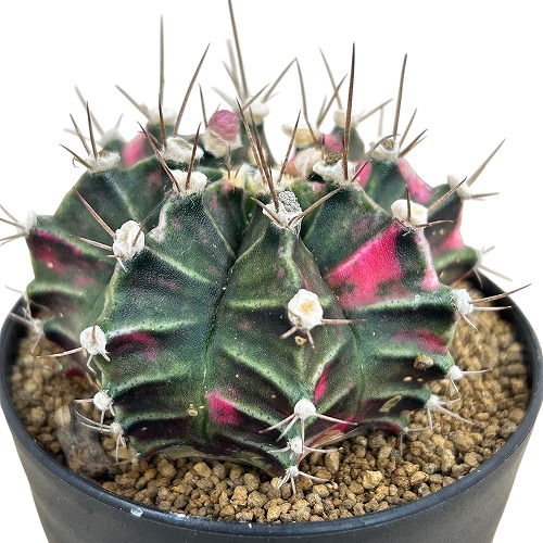 楽天市場】レアサボテン ギムノカリキウム ヒボタン錦 3.5号鉢 No2