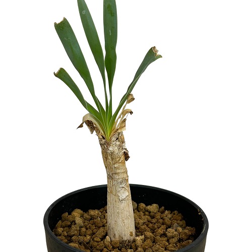 楽天市場】☆特価☆コーデックス：ブーファン ハエマンソイデス*塊幅