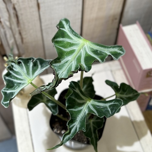 楽天市場】観葉植物 アロカシア ゴールデンボーン 3号(個体おまかせ1鉢