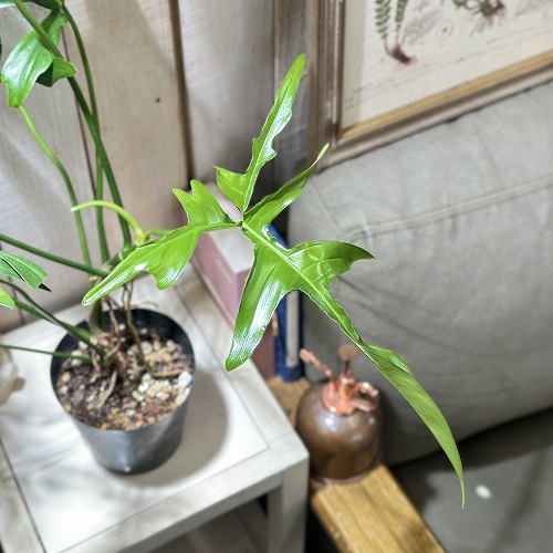 レア　フィロデンドロン　クエルシフォリウム m72781098618_1.jpg?1712929833