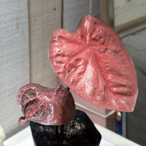 楽天市場】観葉植物 ラフィドフォラ ピナタ(斑入り) 4号吊り鉢(個体