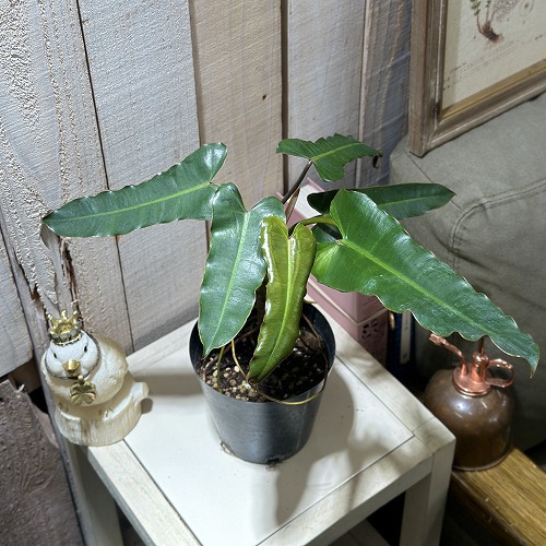【間伸び気味】フィロデンドロン ビレッティアエ ブラック 4号(個体おまかせ1鉢)　観葉植物 インテリアグリーン おしゃれ 可愛い かわいい 室内園芸 ビレッタエ