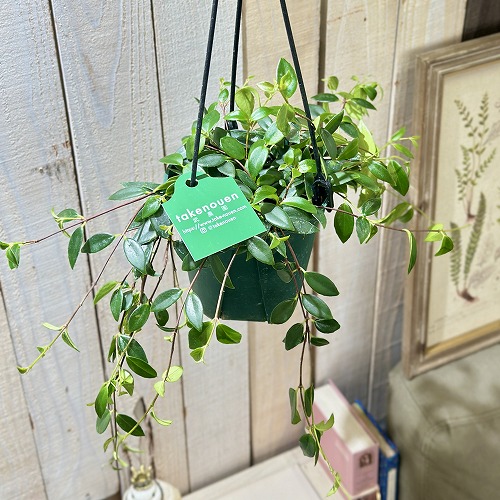 楽天市場】観葉植物 ラフィドフォラ ピナタ(斑入り) 4号吊り鉢(個体