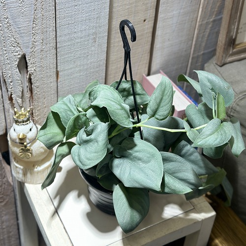 (専用商品)スキンダプサス　シルバーメタリック バクダパティ　A1 楽天市場】観葉植物 スキンダプサス プラチナム 3号ロングポット