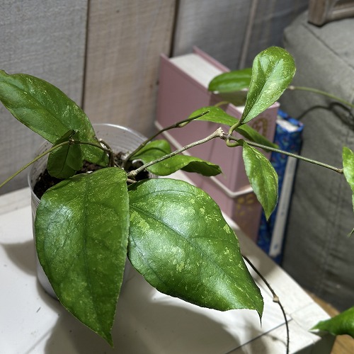 楽天市場】観葉植物 ホヤ グロブローサ(グロボーサ) 3号ロング透明