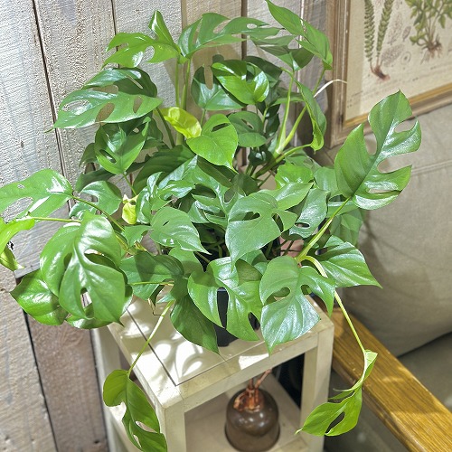 ラフィドフォラ　ピナタ 楽天市場】観葉植物 ラフィドフォラ ピナタ(斑入り) 4号吊り鉢