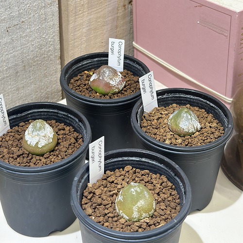楽天市場】多肉植物 コノフィツム おまかせ4個セット 観葉植物