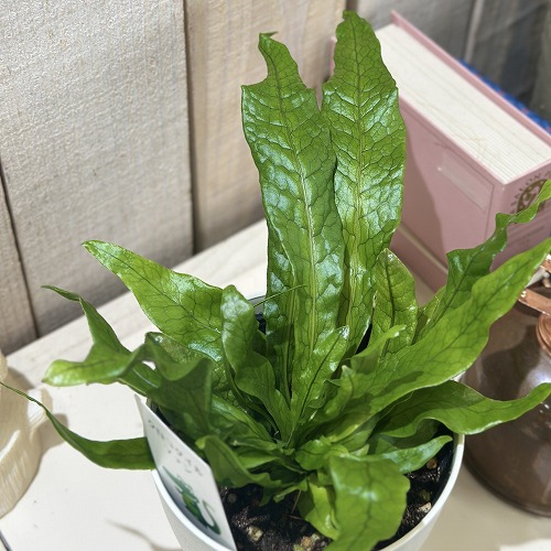 楽天市場】クロコダイルファーン吊り鉢 5号【観葉植物 5寸 おしゃれ 新