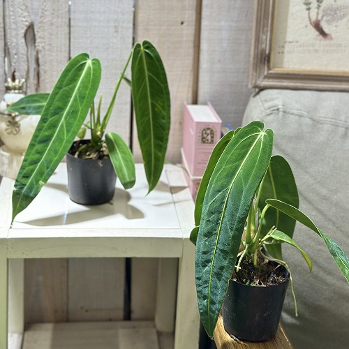 楽天市場】観葉植物 アンスリウム ウェンドリンゲリー 3.5号吊り