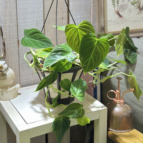 楽天市場】観葉植物 ラフィドフォラ ピナタ(斑入り) 4号吊り鉢