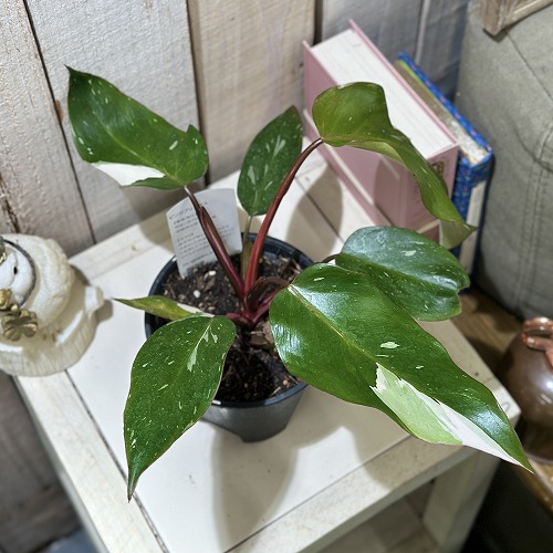 楽天市場】洋蘭 洋ラン パピリオナンセ テレス オリンピックリングス 3