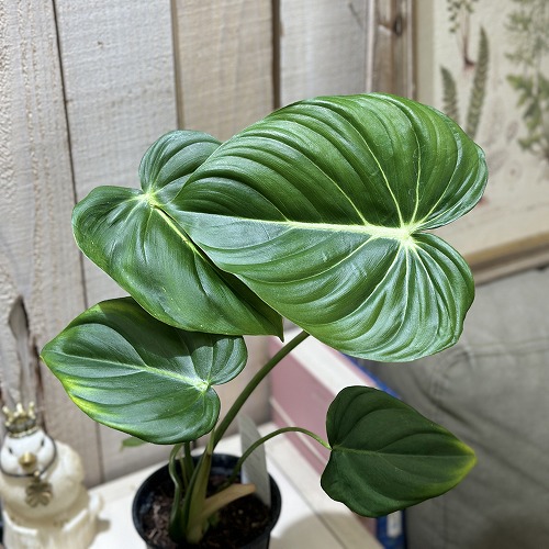 ラフィドフォラ　ピナタ 楽天市場】観葉植物 ラフィドフォラ ピナタ(斑入り) 4号吊り鉢