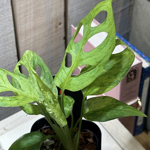 楽天市場】観葉植物 モンステラ ラニアータ 4号鉢 観葉植物 小型