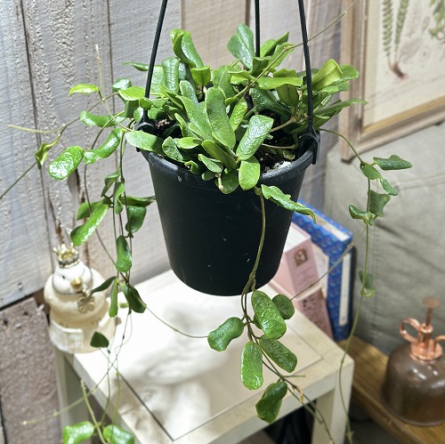 hoya ホヤ グロブローサ 5号 吊り鉢 ホヤ hoya グロブローサ 5号 吊り