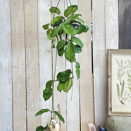 楽天市場】観葉植物 アンスリウム ウェンドリンゲリー 3.5号吊り