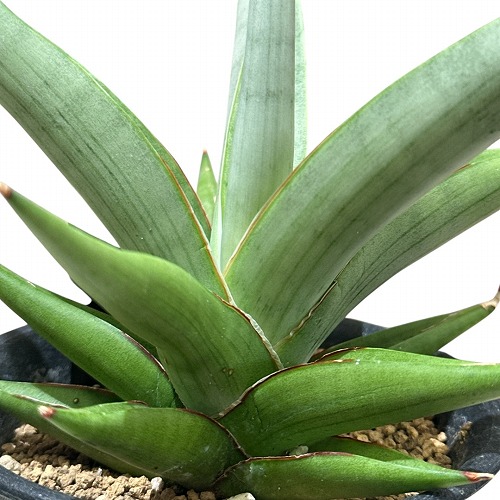多肉植物 サンセベリア チェーン店 Sansevieria Chain 3号(現品) 室内装飾緑であること 格好のいい 好いたらしい 愛くるしい 室内園芸 花・観葉植物-花・ガーデン・DIY-観葉植物