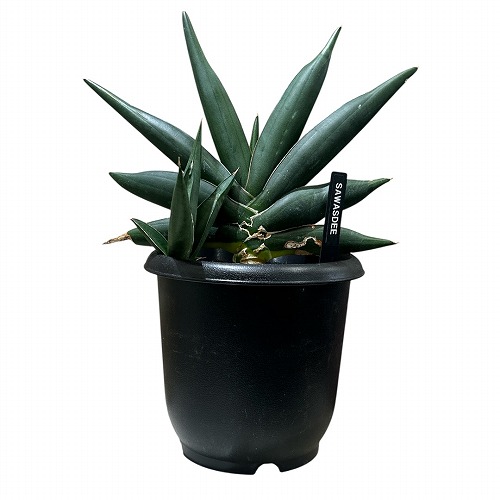 多肉植物 サンセベリア サワディー Sansevieria Sawasdee 5号(現品) 室内装飾緑であること 格好のいい 好いたらしい 愛くるしい 室内園芸 花・観葉植物-観葉植物-花・ガーデン・DIY