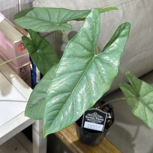 楽天市場】アロカシア アズラニー 観葉植物 珍しい品種 希少 3.5号