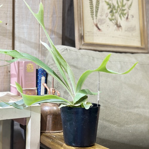 楽天市場】【観葉植物】コウモリラン ビカクシダ ビフルカツム 4号鉢