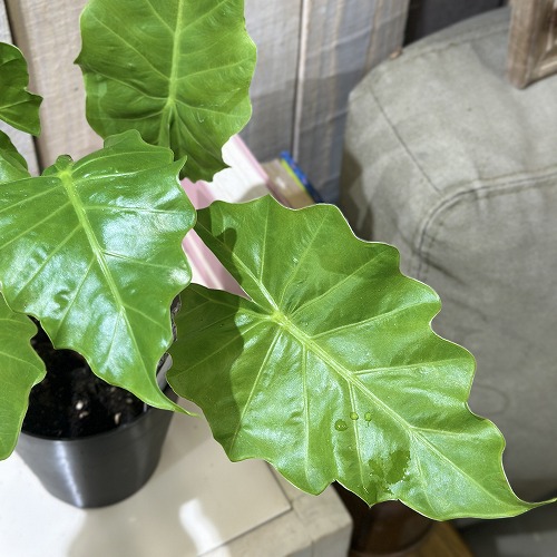 楽天市場】観葉植物 アロカシア マハラニ 3号(個体おまかせ1鉢