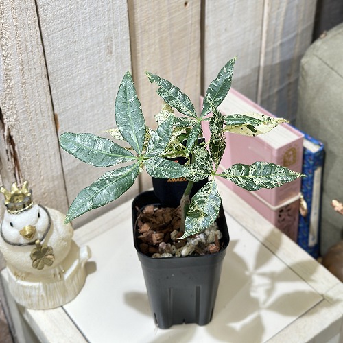 楽天市場】観葉植物 斑入りパキラ ミルキーウェイ 5号鉢 パキラ 送料