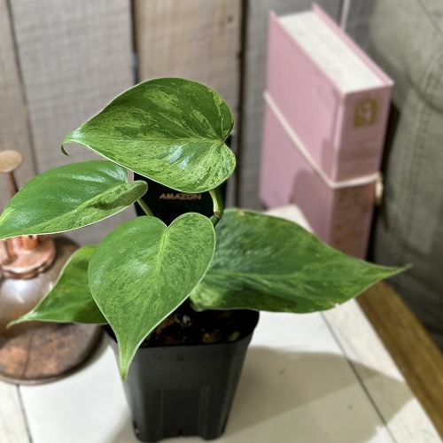 楽天市場】観葉植物 フィロデンドロン セロウム(セローム) 根上がり 3