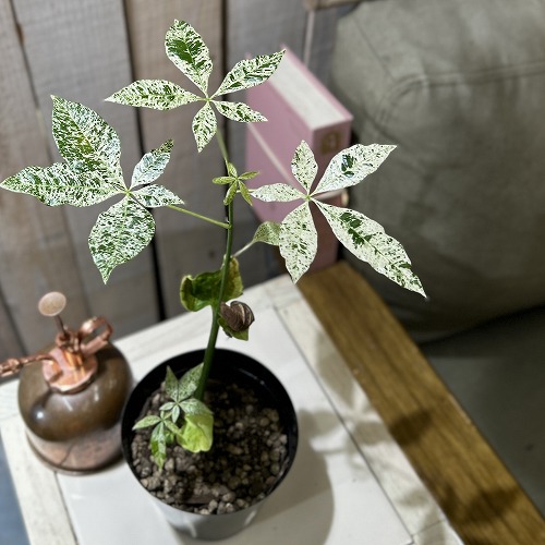 楽天市場】観葉植物 斑入りパキラ ミルキーウェイ 5号鉢 パキラ 送料