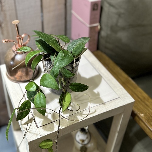 楽天市場】観葉植物 ホヤ グロブローサ(グロボーサ) 3号ロング透明