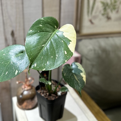 楽天市場】【個体おまかせ価格】モンステラ タイコンステレーション