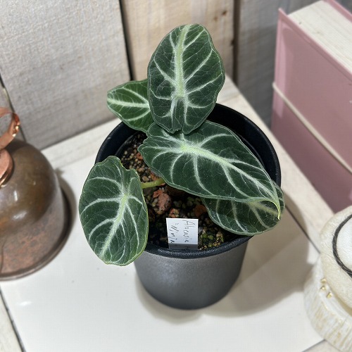 希少 アロカシア ジャックリン オーレア 希少 アロカシア ジャックリン オーレア 希少 アロカシア