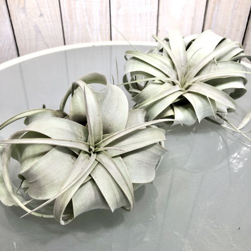 エアプランツ キセログラフィカ チランジア 観葉植物 インテリア 大型種 マニア Educaps Com Br