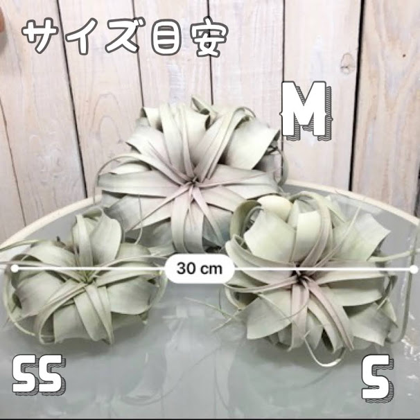 エアプランツ キセログラフィカ 観葉草木 内装 御内内で扶養 チランジア 大型種子 Hotjobsafrica Org