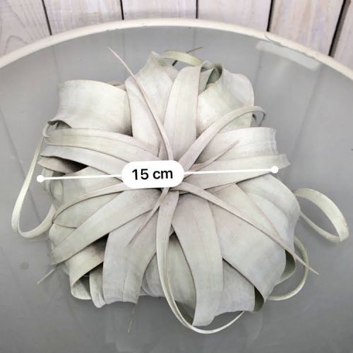 エアプランツ キセログラフィカ 観葉草木 内装 御内内で扶養 チランジア 大型種子 Nobhillmusic Com