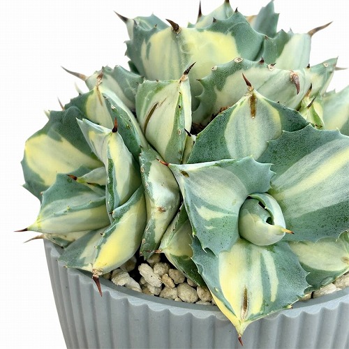 雷神の花 アガベ ポタトラム 多肉植物 アガベ・雷神（Agave potatorum／ポタトルム）の種類、紹介 – ゆるぷ