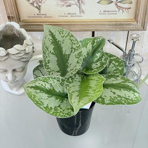 楽天市場】観葉植物 レア 珍しい 希少種 スキンダプサス ダーク