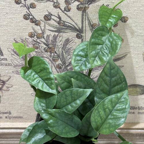 楽天市場】観葉植物 ラフィドフォラ ピナタ(斑入り) 4号吊り鉢