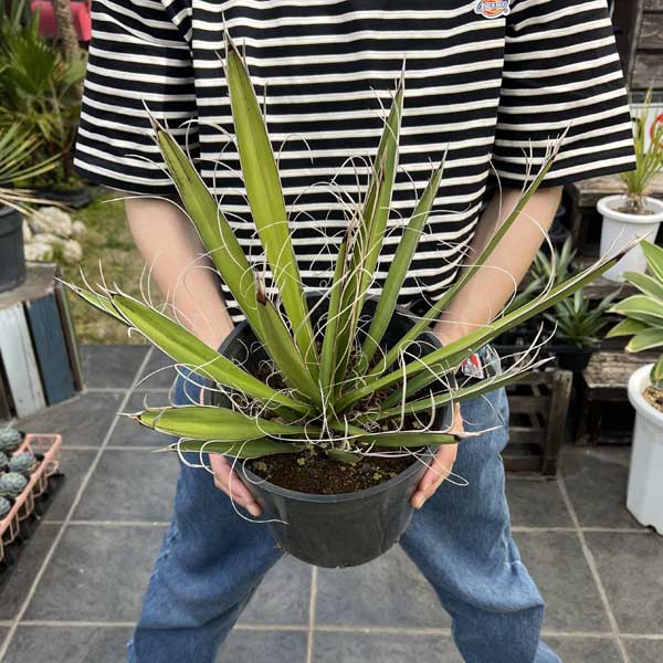 楽天市場】【送料無料】 ダブルヘッド ロストラータ ユッカ