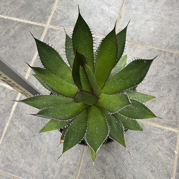 アガベ オバティフォリア　アイスハート　スペイン産 Amazon｜アガベ Agave オバティフォリア アイスハート お祝 新築