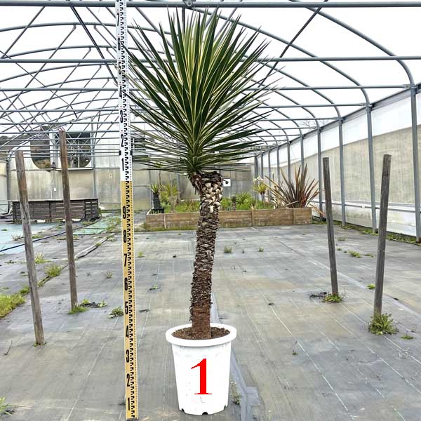 楽天市場】【送料無料】 ダブルヘッド ロストラータ ユッカ